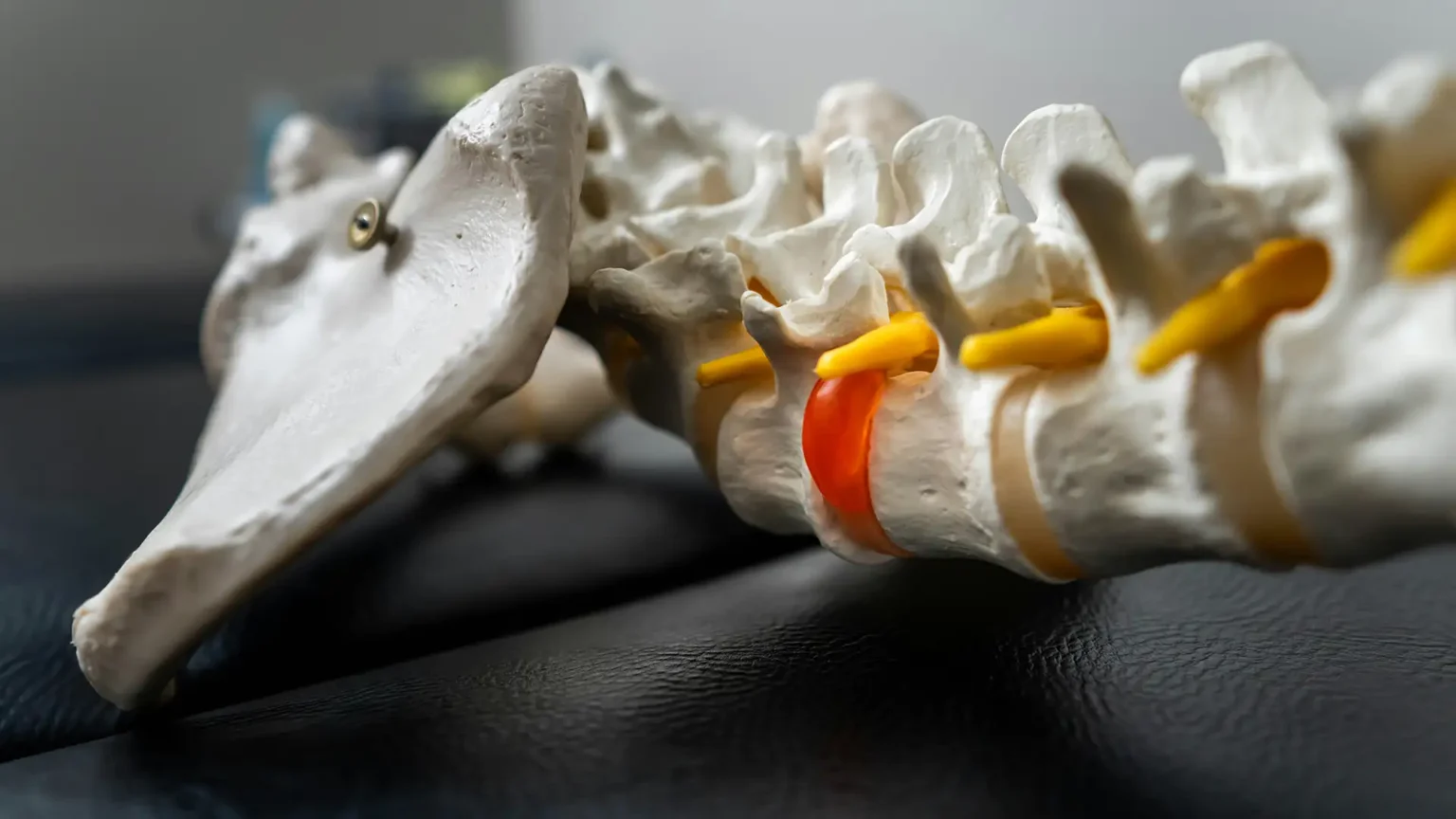 Model of human spine