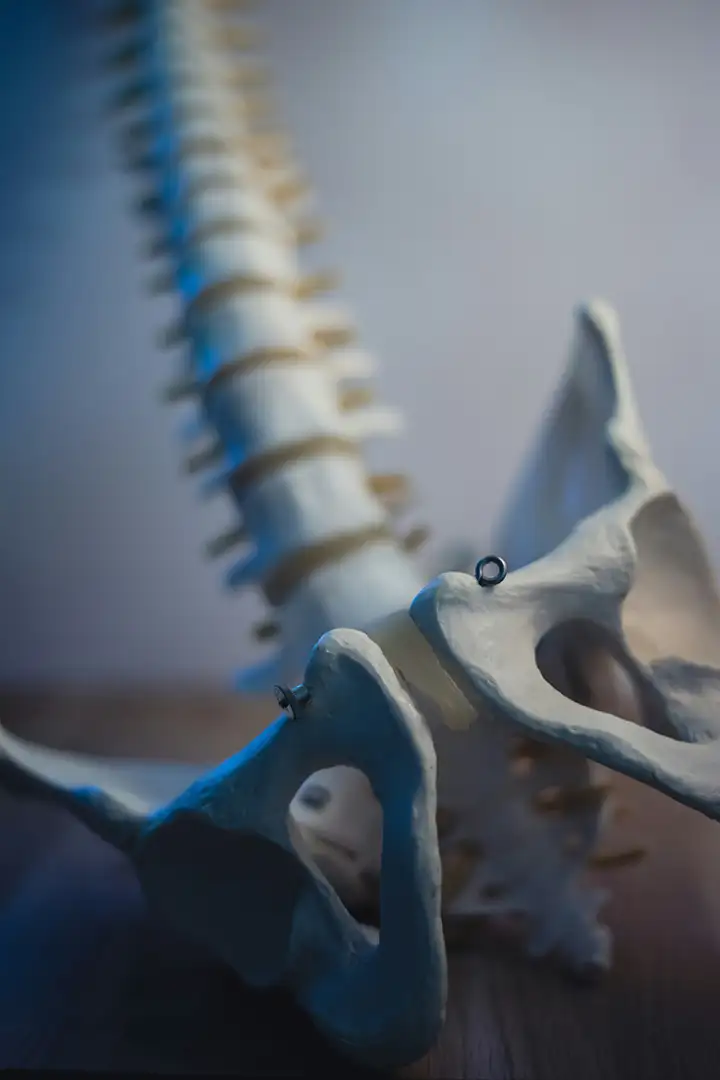 Model of a human spine and pelvis