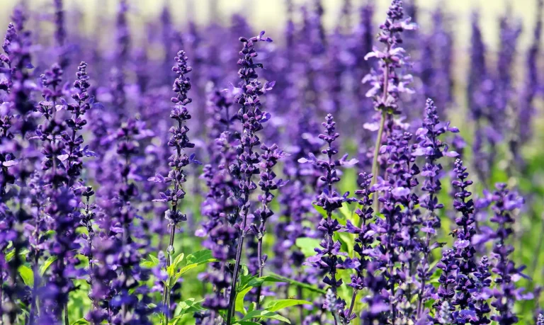 A stunning field of vibrant lavender flowers in full bloom under the daylight
