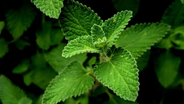 Vibrant close-up of green mint leaves with detailed texture outdoors