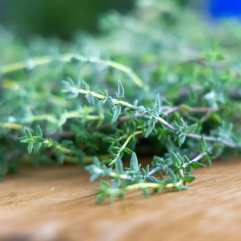 A vibrant close-up of fresh green thyme sprigs on a wooden surface, perfect for culinary themes
