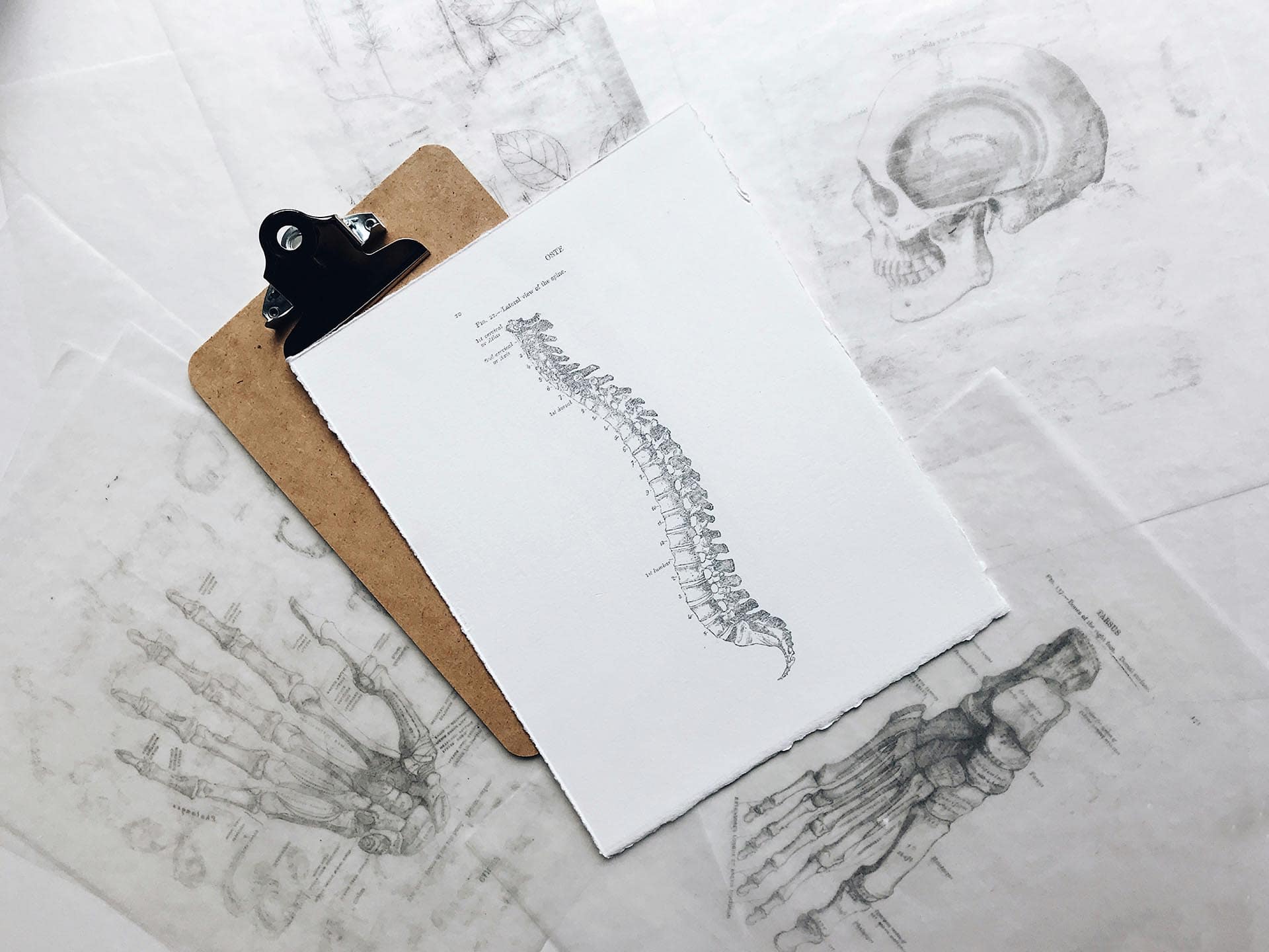 Drawing of Spine